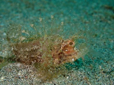 Ambon Scorpionfish Mostly brown in colour with a lot of appendages on its body and particularly above its eyes. Ambon scorpionfish,Geotagged,Philippines,Pteroidichthys amboinensis,Spring,scorpionfish,scuba diving,underwater