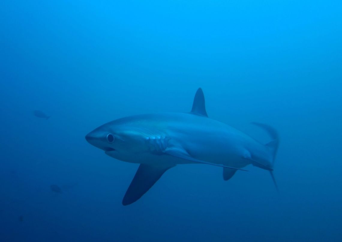 Pelagic Thresher Shark The Pelagic Thresher Sharks are deep sea animals but they can be reliably seen in Monad Shoal, Malapascua, Cebu, Philippines especially during the early morning hours when they come up to the shallows to get themselves cleaned of parasites. Alopias pelagicus,Geotagged,Pelagic thresher,Philippines,Spring,cebu,malapascua,scuba diving,shark,underwater
