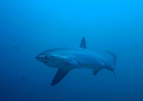 Pelagic Thresher Shark The Pelagic Thresher Sharks are deep sea animals but they can be reliably seen in Monad Shoal, Malapascua, Cebu, Philippines especially during the early morning hours when they come up to the shallows to get themselves cleaned of parasites. Alopias pelagicus,Geotagged,Pelagic thresher,Philippines,Spring,cebu,malapascua,scuba diving,shark,underwater
