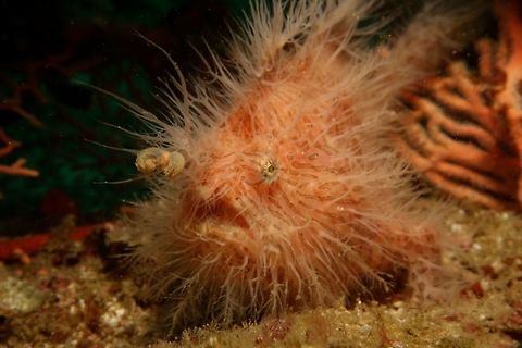 Hairy Frogfish This Frogfish has 'hairy' like appendages all over its body, hence its name.  They can be variable in colour, but mostly brown, black or white with patterns of stripes on their body. Antennarius striatus,Geotagged,Philippines,Spring,Striated frogfish,cebu,frogfish,hairy,hairy frogfish,malapascua