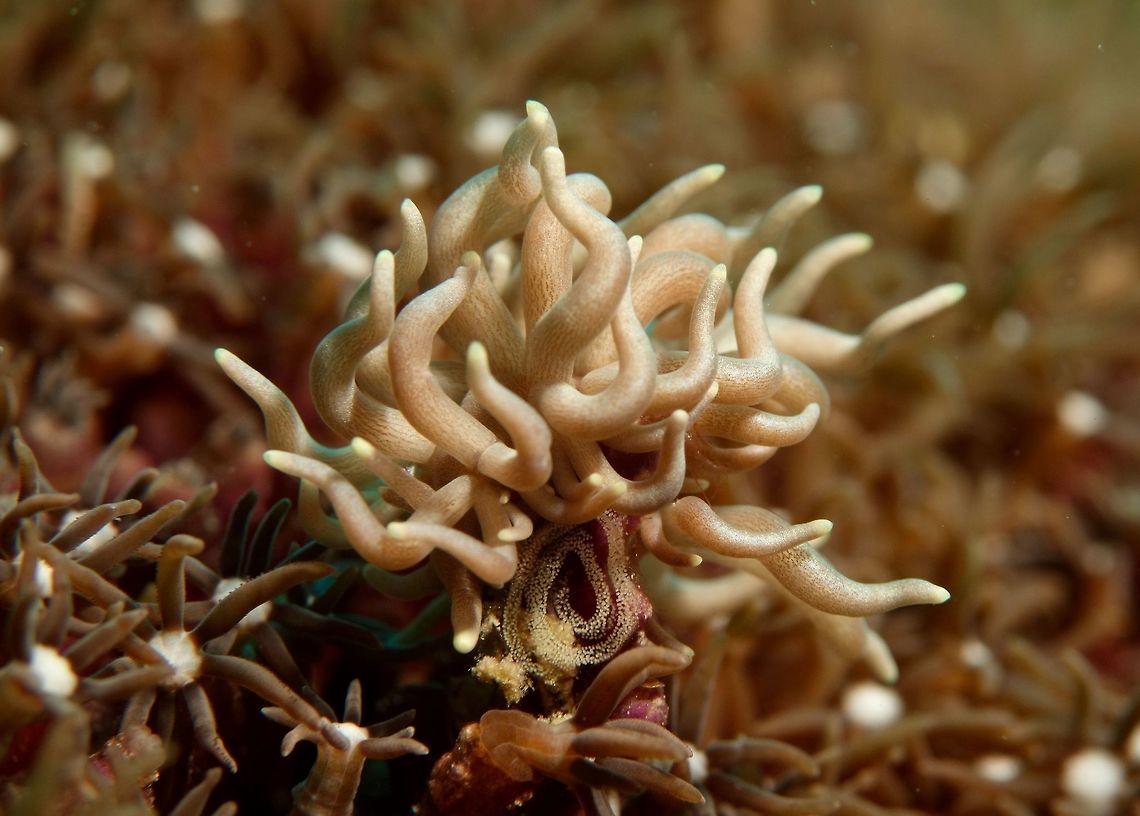 Phyllodesmium Nudibranch This Nudibranch has a lot of cerata making it difficult to see which end is the head or tail.  In this picture, it is seen laying eggs, the tiny white spots are its eggs. Geotagged,Philippines,Phyllodesmium briareum,Spring
