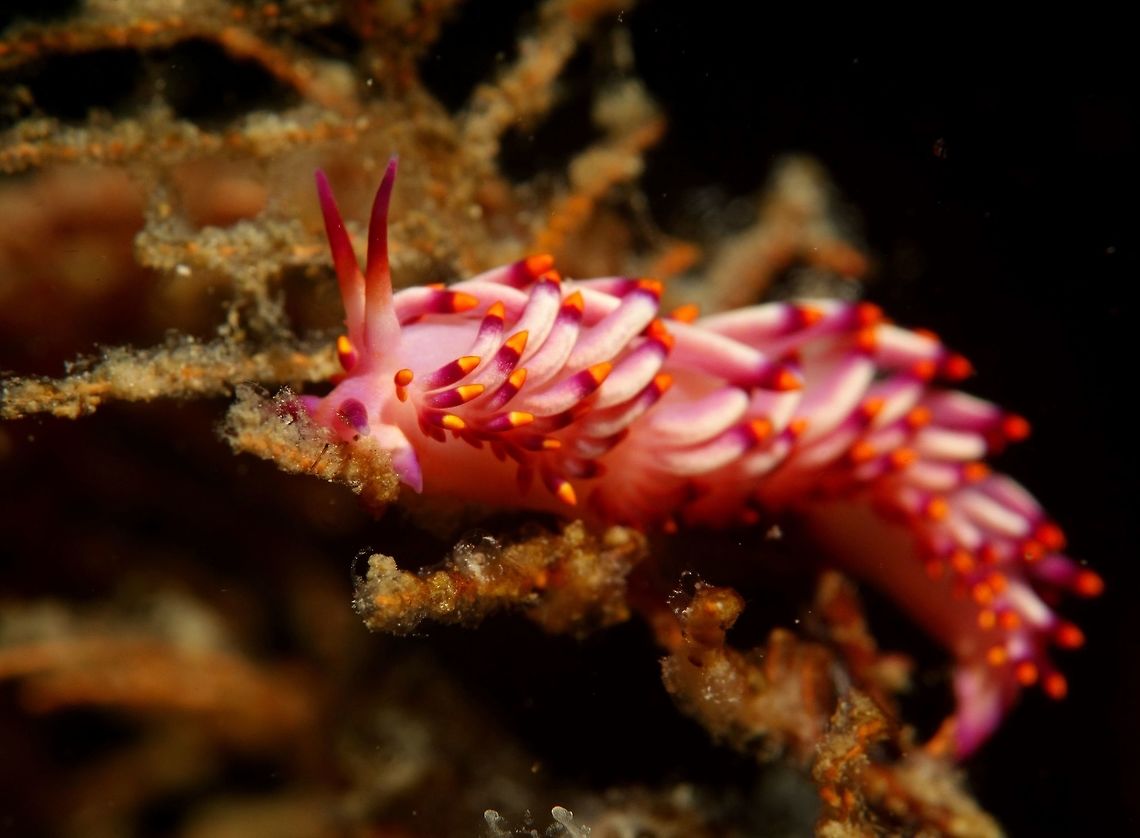 Aeolid Nudibranch This Aeolid Nudibranch is of the species Trinchesia sibogae, mostly pink in colour with orange tip on its cerata. Geotagged,Philippines,Spring,Trinchesia sibogae,aeolid,cebu,malapascua,nudibranch,scuba diving,underwater