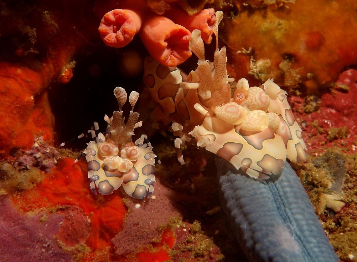 Harlequin Shrimp This Harlequin Shrimps, Hymenocera picta are usually found in pairs, with the male being the smaller of the two.  They feed on sea stars, mostly the blue sea star.  Despite their size, they are capable of cutting an arm of the sea star and dragged it to its &#039;home&#039;, usually under some rocks, and slowly consumed the sea star while keeping it alive. Geotagged,Hymenocera picta,Philippines,Spring