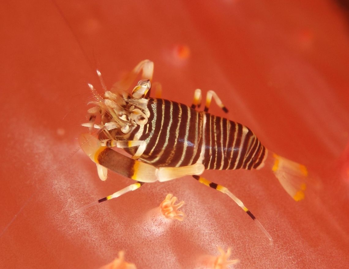 Bumble Bee Shrimp - Gnathophyllum americanum This tiny Shrimp of around 1.5cm is fondly called Bumble Bee Shrimp because of the black and yellow band/stripes on its body, similar to the real Bumble Bees. Geotagged,Gnathophyllum americanum,Philippines,Spring,bumble bee,scuba diving,shrimp,underwater