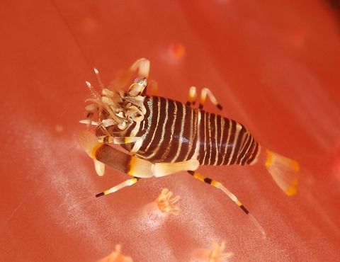 Bumble Bee Shrimp - Gnathophyllum americanum This tiny Shrimp of around 1.5cm is fondly called Bumble Bee Shrimp because of the black and yellow band/stripes on its body, similar to the real Bumble Bees. Geotagged,Gnathophyllum americanum,Philippines,Spring,bumble bee,scuba diving,shrimp,underwater