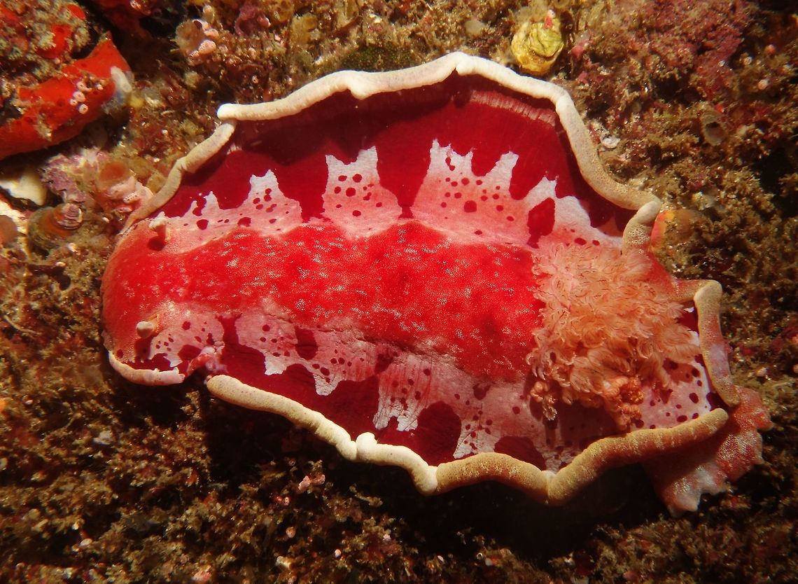 Spanish Dancer This Dorid Nudibranch is fairly large in size, can be up to 30 cm or probably bigger.  They get the name Spanish Dancer as when they swims, it unfold its egdes making them looks like the skirt of the Spanish Dancer&#039;s gown/dress. Geotagged,Hexabranchus sanguineus,Philippines,Spanish dancer,Spring,cebu,malapascua,nudibranch,scuba diving,underwater