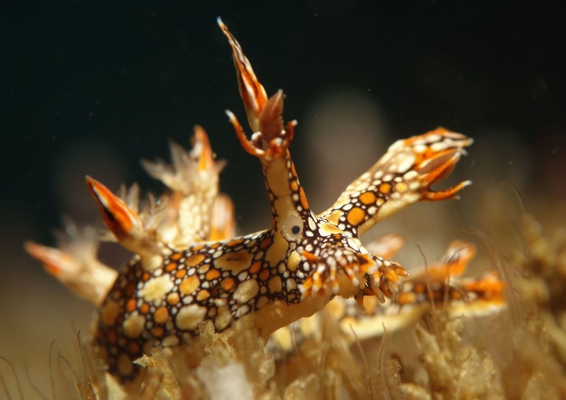 Dragon Nudibranch A very colourful Nudibranch, small in size, around 4 cm, with interesting cerata. It has eyes (the black spot).  When disturbed, it is able to swim in the water column. Bornella anguilla,Geotagged,Philippines,Spring,cebu,dragon,malapascua,nudibranch,scuba diving,underwater