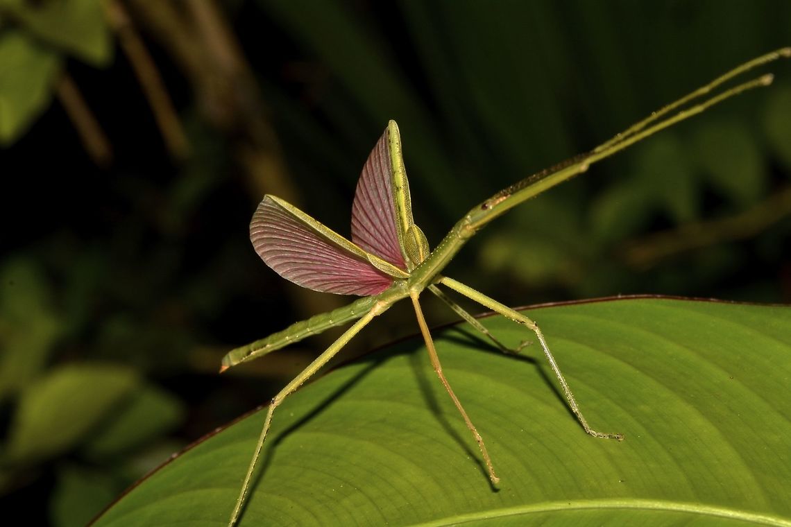 Coconut Stick Insect This species of Stick Insect, Phasmid is called Coconut Stick Insect because they feeds on coconut leafs and are considered a pest in Fiji. They can be variable in colours either brown or green. They have small false wings which they flared up, showing its pink colour, as a defence posture. They are also able to 'spray' some foul liquid from glands behind its head. Coconut Stick Insect,Fiji,Geotagged,Graeffea crouanii,Spring,coconut,insect,phasmid,stick insect,suva