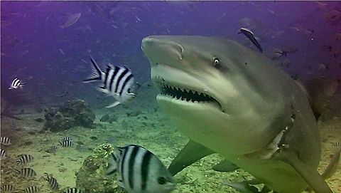 Bull Shark Bull Sharks are also known as Zambezi Sharks over in Africa.  They are capable of going up river and lives in the fresh water.  They are considered the top 3 most dangerous Sharks in the world. Bull shark,Carcharhinus leucas,Fiji,Geotagged,scuba diving,shark,underwater