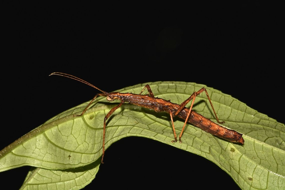 Stick Insect, Phasmid This species of Stick Insect, Phasmid is endemic to Hong Kong and named after the location it is found - Neohirasea hongkongensis Fall,Geotagged,Hong Kong,Neohirasea hongkongensis,insect,phasmid,stick insect
