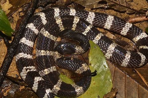 Two-step Snake During the Vietnam War, American soldiers called this Snake, Two-step Snake as they are highly venomous and that the person bitten are likely to die within 2 steps, however this is not true although this Snake is highly venomous.  They are more known as Many-banded Krait, Bungarus multicinctus. Bungarus multicinctus,Fall,Geotagged,Hong Kong,Venomous,krait,snake,two-step