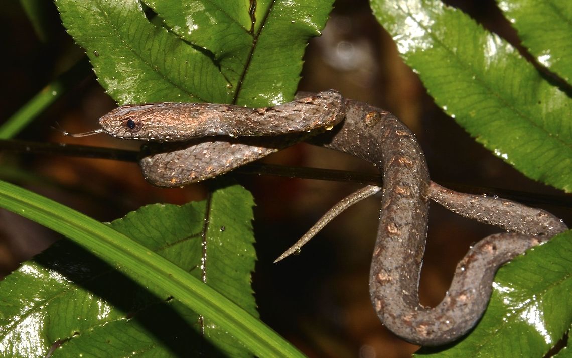 Common Mock Viper This Common Mock Viper, Psammodynastes pulverulentus are non-venomous, small in size and usually coiled up when spotted and may strike in defence.  Fall,Geotagged,Hong Kong,Psammodynastes pulverulentus,mock viper,non-venomous,snake,viper