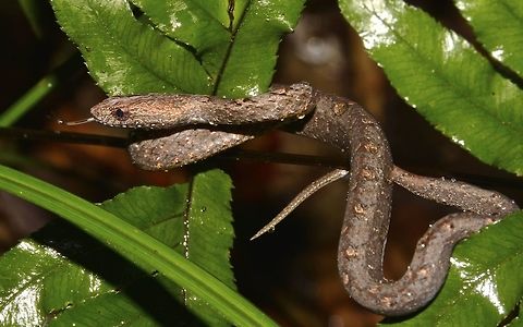 Common Mock Viper This Common Mock Viper, Psammodynastes pulverulentus are non-venomous, small in size and usually coiled up when spotted and may strike in defence.  Fall,Geotagged,Hong Kong,Psammodynastes pulverulentus,mock viper,non-venomous,snake,viper