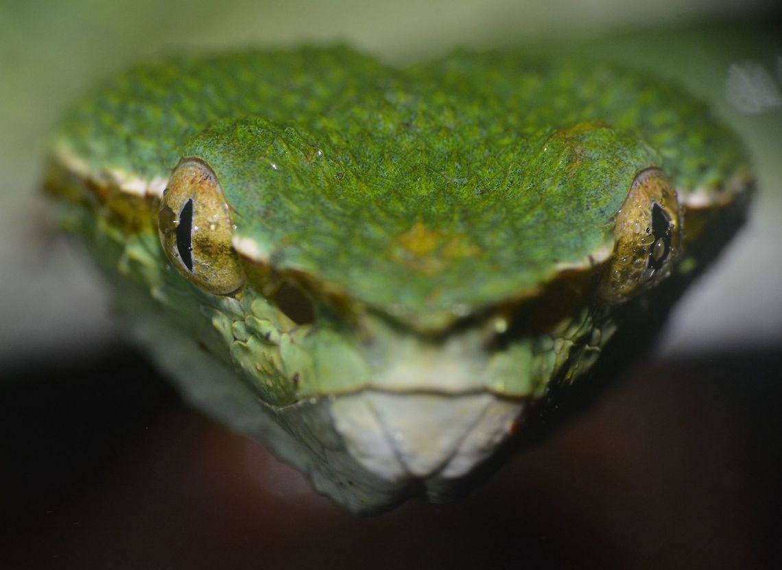 Bornean Keeled Pit Viper Formerly part of the Wagler's Pit Viper species complex, the Bornean Keeled Pit Viper was elevated to species status in 2007 (Vogel et al, 2007). This species occurs in similar habitats to Wagler's Pit Viper including lowland primary or mature secondary forest, as well as riverine and coastal forest. As with other pit vipers, this is a venomous snake, with heat-sensing pits on the sides of the head. Geotagged,Malaysia,Tropidolaemus subannulatus,Winter,bornean keeled pit viper,sarawak,snake,viper