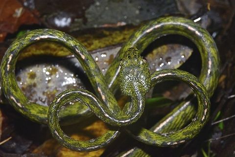 White Spotted Cat Snake Boiga drapiezii, commonly known as the white-spotted cat snake, is a species of long and slender rear-fanged colubrid that is common throughout its range. There are two known phases. The green phase has a marbled green body with a more robust head and width. The brown phase is much more slender with orange brown triangle-like bands across the body. This species is in need of urgent review, with possibly more subspecies awaiting discovery and subsequent description. Boiga drapiezii,Geotagged,Malaysia,White-spotted cat snake,Winter,sarawak,snake