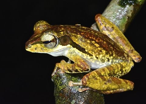 Dark-eared Tree Frog Polypedates macrotis, commonly known as the dark-eared treefrog, sometimes also Bongao tree frog, Bongao bubble-nest frog, Baram whipping frog, or brown-striped tree frog, is a species of frog in the Rhacophoridae family. It is found in the central peninsular Thailand (requiring confirmation), Sumatra, Borneo, and Sulu Archipelago as well as a range of other Philippine islands (Palawan, Busuanga, Calauit, Jolo, and Dumaran). "Bongao" in the common name refers to Bongao Island, the type locality of Philautus montanus, now synonymized with Polypedates macrotis. On the other hand, "Baram", a district in Sarawak, is the type locality of Polypedates macrotis. Male Polypedates macrotis grow to a snout&ndash;vent length of about 60 mm (2.4 in) and females to 85 mm (3.3 in). Tadpoles are up to 60 mm (2.4 in) in length. Dorsum is brown with a darker band behind the eye that covers the tympanum, tapering along the side. Polypedates macrotis is similar to Polypedates leucomystax but differs from it slightly in colouration and body proportions Geotagged,Malaysia,Polypedates macrotis,Winter,dark-eared tree frog,frog,sarawak,tree frog