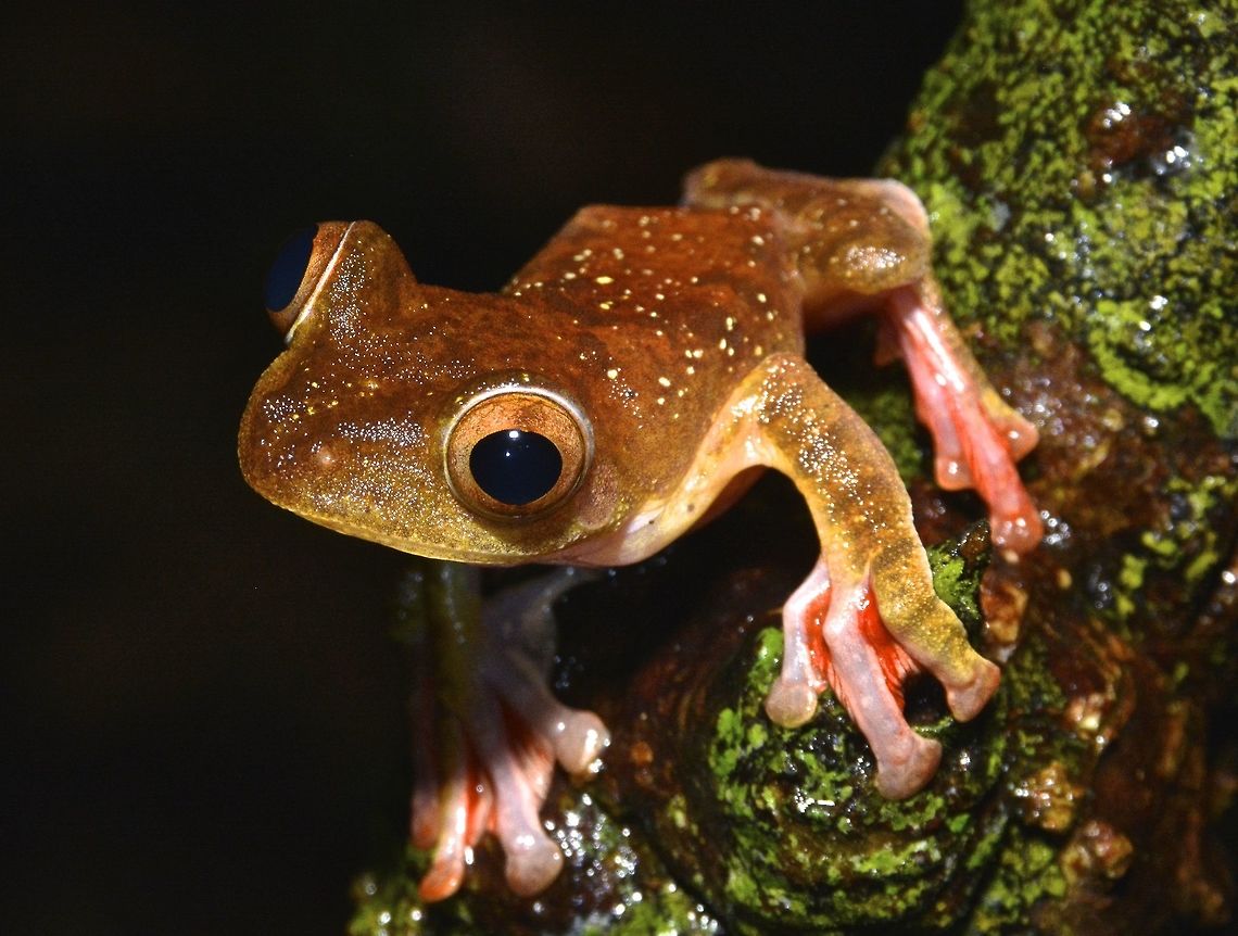 Harlequin Tree Frog Small to medium in size, with males reaching 39-55 mm and females 55-71 mm. Snout is rounded. Fingers III, IV, V are fully webbed and bear expanded discs. The outer edge of the hand and forearm have a wide flap of skin. Toes are fully webbed. The heel has a rounded flap of skin. Dorsum is smooth, venter is coarsely granular (Inger and Stuebing 2005). Males have nuptial pads (Harvey et al. 2002). Dorsum is tan to reddish brown, often with an X-shaped darker marking on the back. Several white spots are often present, with some individuals having yellow or blue spots on the dorsal surfaces. Flanks are yellowish with black spots. Venter is yellowish with orange reticulation. Webbing is orange-red (Inger and Stuebing 2005). The tadpole has an oval, deep body, with total length reaching up to 45 mm. The tail has a narrow tip. Body is pale light brown. Black spots may be present on the body, or just a single spot on the side of the head. Spotting pattern can resemble that of Rana chalconota, but R. pardalis tadpoles lack white glandular patches on the venter (Inger and Stuebing 2005). Geotagged,Harlequin tree frog,Malaysia,Rhacophorus pardalis,Sarawak,Winter,frog,tree frog