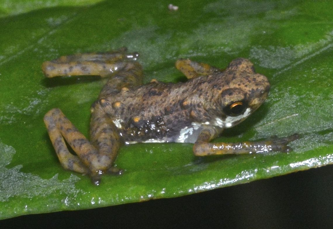 Lowland Dwarf Toad Small Toad, around 3 cm in size. Borneo,Dwarf Toad,Geotagged,Lowland Dwarf Toad,Malaysia,Pelophryne signata,Sarawak,Winter,toad