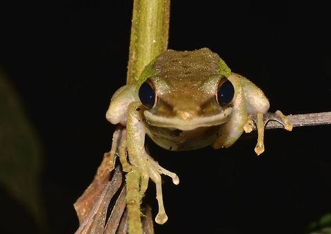 White-lipped Frog Small-sized frog, around 5-6 cm, light brown on the back with green on the side of the body and white around the mouth and coppery cheek
 Chalcorana raniceps,Copper-cheeked Frog,Fall,Geotagged,Hylarana raniceps,Malaysia,White-lipped Frog