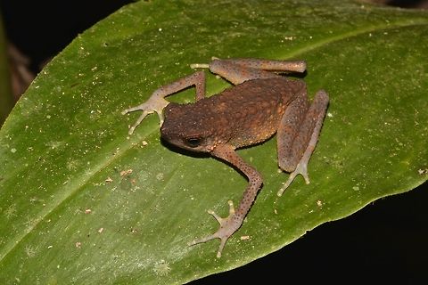 Long-fingered Slender Toad Slim or slender with long digits/fingers in its legs, hence its name. Ansonia longidigita,Fall,Geotagged,Long-fingered Slender Toad,Malaysia,Sarawak,Toad,toad