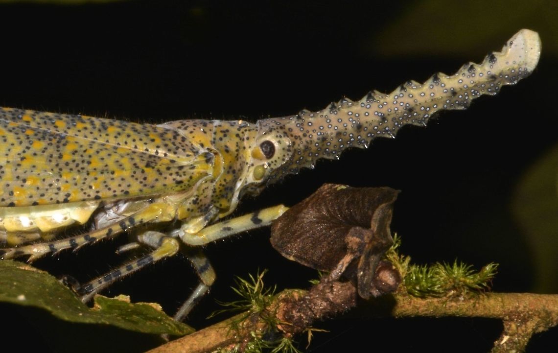Lantern Bug - Zanna terminalis  Fall,Geotagged,Malaysia,Sabah,Zanna terminalis