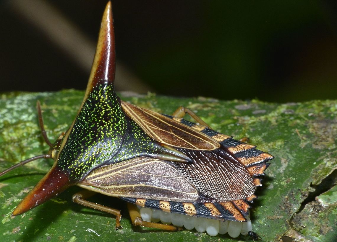 Ornate Shield Bug Fairly colourful, with two 'horn' like structures on its shoulders.<br />
Saw this during a night walk and she was brooding her eggs.<br />
The tiny 'black thing' on the bottom and last egg is a Parasitoid Wasp, it was very tiny, I didn't noticed it when taking the pictures. Parasitoid Wasp are known to deposit their eggs into the eggs of other Insects. Eggs,Fall,Geotagged,Malaysia,Ornate Shield Bug,Parental care,Pygoplatys lancifer,Shiel Bug,Stink Bug,sabah