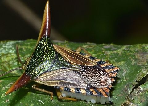 Ornate Shield Bug Fairly colourful, with two 'horn' like structures on its shoulders.
Saw this during a night walk and she was brooding her eggs.
The tiny 'black thing' on the bottom and last egg is a Parasitoid Wasp, it was very tiny, I didn't noticed it when taking the pictures.  Parasitoid Wasp are known to deposit their eggs into the eggs of other Insects. Eggs,Fall,Geotagged,Malaysia,Ornate Shield Bug,Parental care,Pygoplatys lancifer,Shiel Bug,Stink Bug,sabah