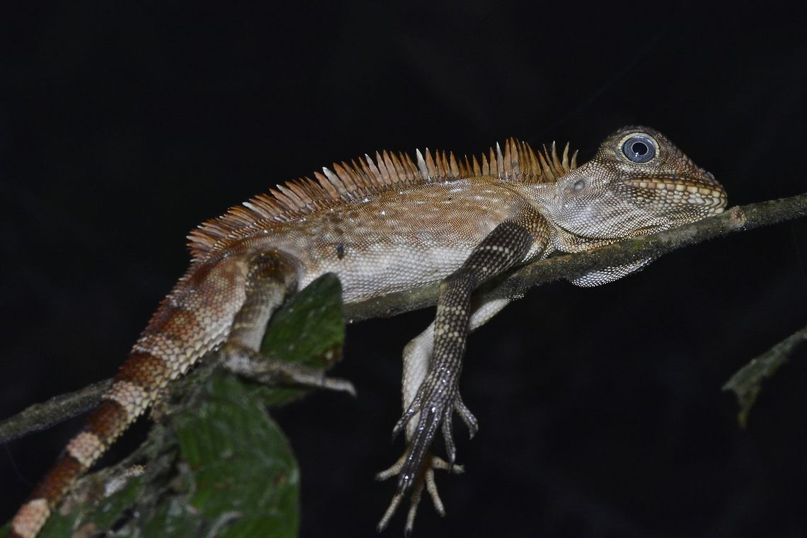 Borneo Anglehead Lizard Gonocephalus bornensis, also called Borneo Anglehead Lizard or Borneo Forest Dragon has spines like structures on its back. Borneo Anglehead Lizard,Fall,Geotagged,Gonocephalus bornensis,Malaysia,lizard,sabah
