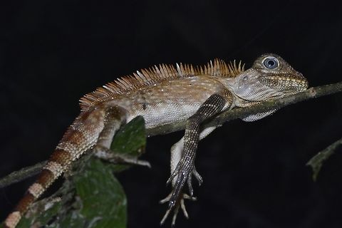 Borneo Anglehead Lizard Gonocephalus bornensis, also called Borneo Anglehead Lizard or Borneo Forest Dragon has spines like structures on its back. Borneo Anglehead Lizard,Fall,Geotagged,Gonocephalus bornensis,Malaysia,lizard,sabah