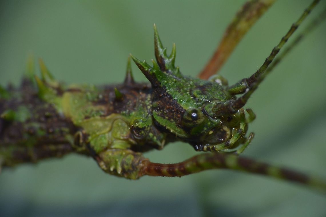 Stick Insect, Phasmid - Conogalactea imponens rabaeyae This Spiny Stick Insect, Phasmid was recently described as a new sub-species - Galactea imponens rabaeyae by Dr. Francis Seow Choen in his book, A Taxanomy Guide to the Stick Insects of Borneo.<br />
<br />
The sub-species name was changed to Conogalactea imponens rabaeyae in 2018. Conogalactea imponens rabaeyae,Fall,Galactea,Galactea imponens rabaeyae,Geotagged,Malaysia,phasmid,sabah,stick insect
