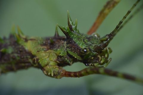 Stick Insect, Phasmid - Conogalactea imponens rabaeyae This Spiny Stick Insect, Phasmid was recently described as a new sub-species - Galactea imponens rabaeyae by Dr. Francis Seow Choen in his book, A Taxanomy Guide to the Stick Insects of Borneo.

The sub-species name was changed to Conogalactea imponens rabaeyae in 2018. Conogalactea imponens rabaeyae,Fall,Galactea,Galactea imponens rabaeyae,Geotagged,Malaysia,phasmid,sabah,stick insect