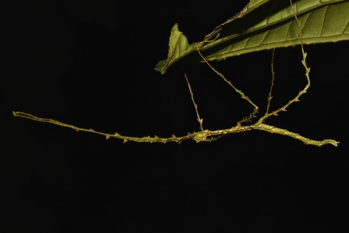 Stick Insect, Phasmid - Phobaeticus foliatus This is a nymph of Stick Insect, Phasmid - Phobaeticus foliatus.<br />
Species from this genus, Phobaeticus are slender and long.  This species have appendages on its legs and appendages. Fall,Geotagged,Malaysia,Phobaeticus foliatus,phasmid,phobaeticus,sabah,stick insect