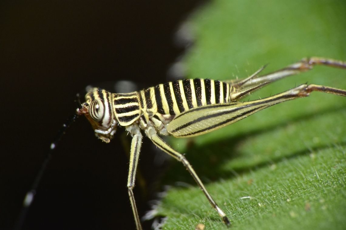Day Cricket - Nisitrus sp Small Cricket, probably still a nymph with bands of yellow and black, from the genus Nisitrus. Common Bush Cricket,Fall,Geotagged,Malaysia,Nisitrus,Nisitrus sp,Nisitrus vittatus,cricket,day cricket,sabah