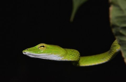 Vine Snake Vine Snake, Ahaetulla prasina is long and slender. Ahaetulla prasina,Fall,Geotagged,Malaysia,Oriental whipsnake,Vine Snake,sabah,snake