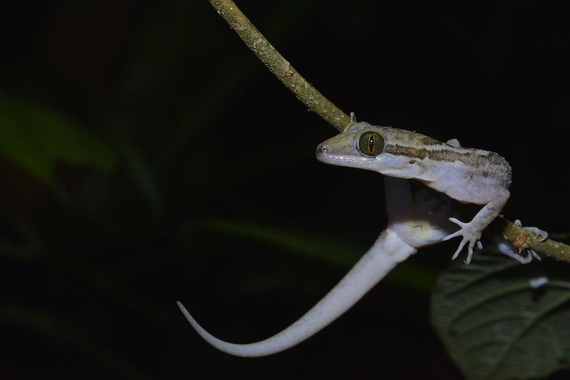 Yoshi's Bent-toed Gecko Fairly large size for a Gecko, around 20cm - Yoshi&#039;s Bent-toed Gekco, Cyrtodactylus yoshii Cyrtodactylus yoshii,Fall,Geotagged,Malaysia,Yoshi's Bow-fingered Gecko,Yoshii's Bent-toed Gecko,gecko,sabah