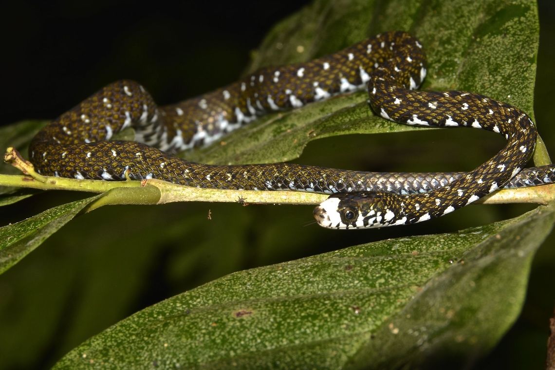 White-nosed Water Snake Small Snake, Amphiesma flavifrons seen along a river Amphiesma flavifrons,Fall,Geotagged,Malaysia,White-fronted water snake,sabah,snake