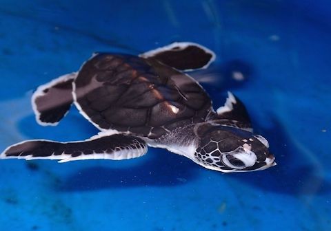 Baby Green Turtle This Baby Green Turtle is just a few days old, they are kept in the Hatchery.  The eggs were collected by personnel pf the Turtle Hatchery and transferred to a protected area for incubation.  They are kept for a few days after hatching before being released in the wild during night time to increase their chances of survival.  During day time release, they are more prone to be predated by Sea Birds, Lizards and bigger Reef Fishes like Groupers, Snappers and Trevallys Chelonia mydas,Geotagged,Green sea turtle,Malaysia,Penang,Spring,baby,green turtle,turtle