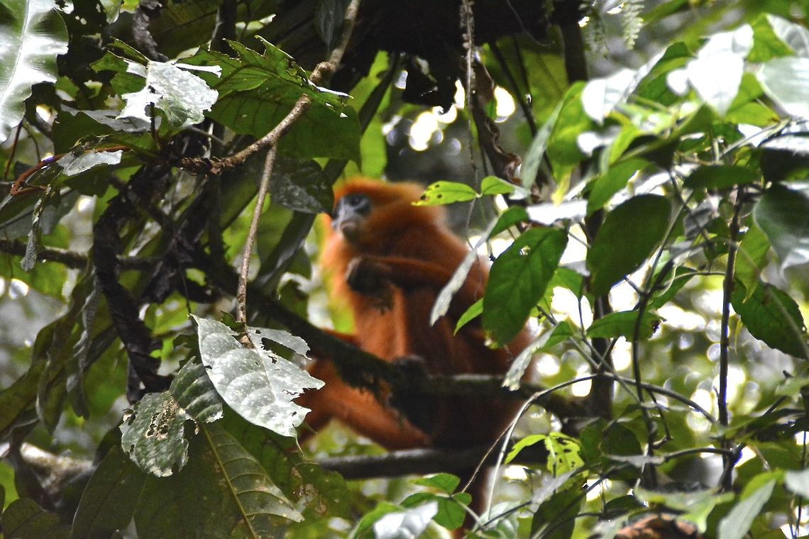 Red Leaf Monkey This Red Leaf Monkeys are endemic to the Borneo Island. Fall,Geotagged,Malaysia,Maroon leaf monkey,Presbytis rubicunda,monkey,red leaf monkey,sabah
