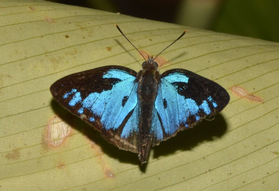 Pellonia Blue Gem Moth This Pellonia Blue Gem, Poritia erycinoides pellonia was seen during day time.<br />
It has very bright blue markings on its wings. Borneo,Fall,Geotagged,Malaysia,Pellonia blue gem,Poritia erycinoides pellonia,moth,pellonia blue gem,sabah