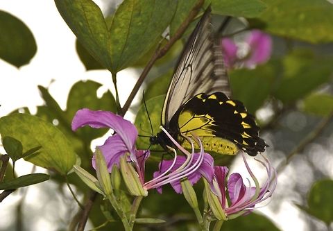 Common Birding - Troides helena  Birdwing,Butterfly,Common Birdwing,Malaysia,Sabah,Troides helena