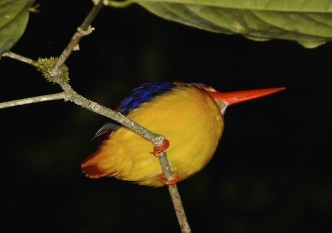 Oriental Dwarf Kingfisher Small bird, with bright yellow body, blue wings and reddish beak Borneo,Ceyx erithaca,Fall,Geotagged,Malaysia,Oriental dwarf kingfisher,bird,kingfisher,sabah
