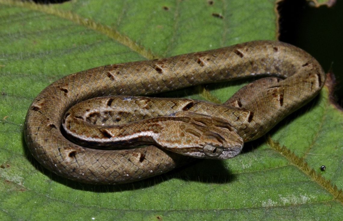 Common Mock Viper This is a Juvenile Mock Viper, around 25 cm in length, coiled up.  They are non-venomous but may strike if provoked Borneo,Fall,Geotagged,Malaysia,Psammodynastes pulverulentus,common mock viper,sabah,snake,viper