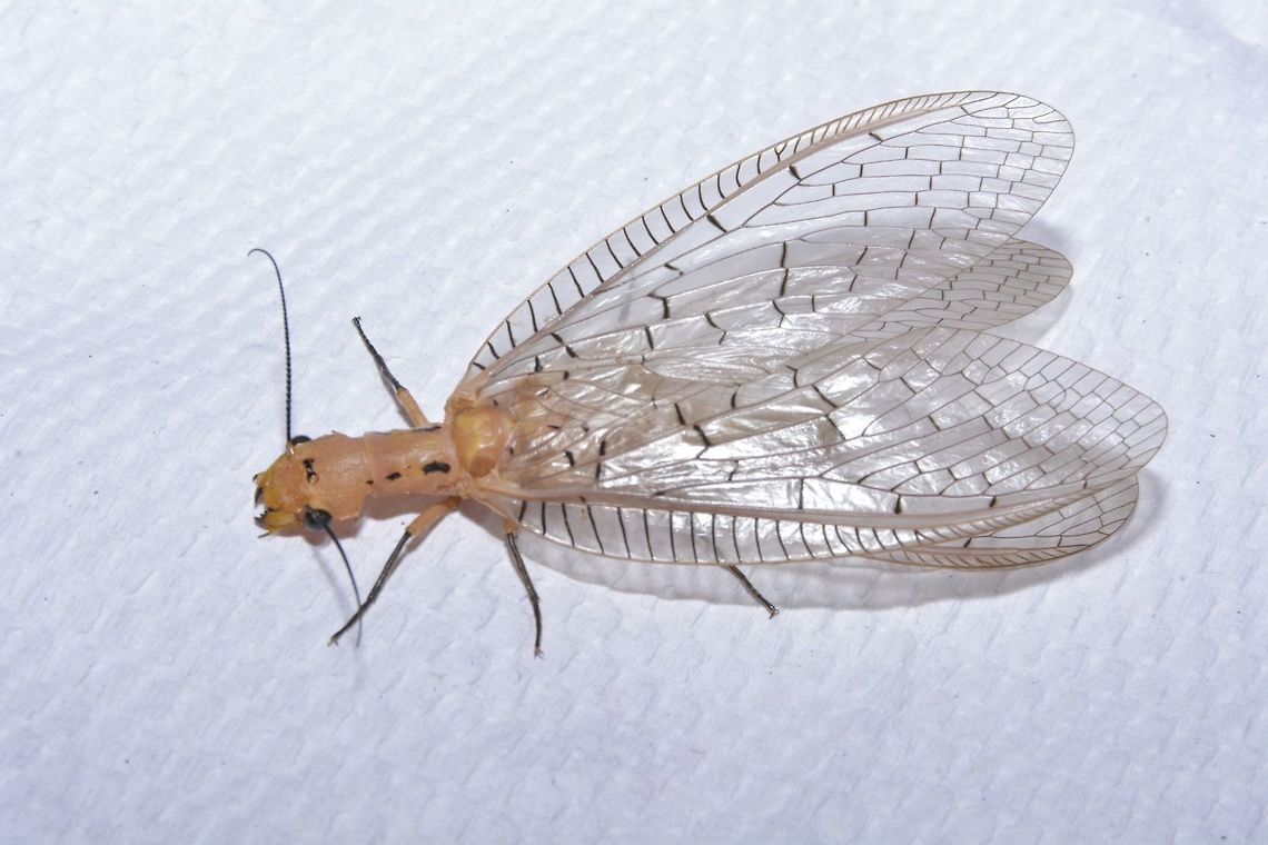 Dobson Fly - Nevromus gloriosoi This Dobson Fly was attracted to the light at the common bath room of the Hostel I was staying at Borneo,Dobsonfly,Fall,Geotagged,Malaysia,Nevromus,Nevromus gloriosoi,dobson fly,sabah