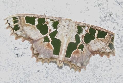 Geometer Moth This Geometer Moth, Scopula divisaria was attracted to the lights at the place I was staying at. Antitrygodes divisaria,Borneo,Fall,Geotagged,Malaysia,Scopula divisaria,geometer moth,moth,sabah