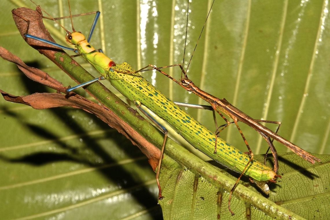 Stick Insect, Phasmid - Calvisia (Viridocalvisia) marmorata This is a pair of Stick Insect, Phasmids - Calvisia (Viridocalvisia) marmorata.<br />
They are high level of sexual dimorphism.  The smaller plain brown in the picture is the Male and the Female is the bigger brightly coloured one.<br />
It was originally described from a Male specimen as Nescicroa marmorata and the Female to the genus of Calvisia.  In the recently published book, A Taxanomic Guide to the Stick Insects of Borneo by Dr. Francis Seow Choen, he  corrected the description and placed them under the genus of Calvisia and erected a new sub-genus of Viridocalvisia. Borneo,Calvisia (Viridocalvisia) marmorata,Calvisia Viridocalvisia marmorata,Geotagged,Malaysia,Summer,calvisia,phasmid,sarawak,stick insect