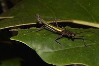 Stick Insect, Phasmdi - Orthomeria superba This is the Male of Stick Insect, Phasmid - Orthomeria superba.<br />
He has full wings, capable of flights. The wings are green, yellow and blue in colour. Borneo,Geotagged,Malaysia,Orthomeria superba,Sarawak,Summer,orthomeria,phasmid,stick insect