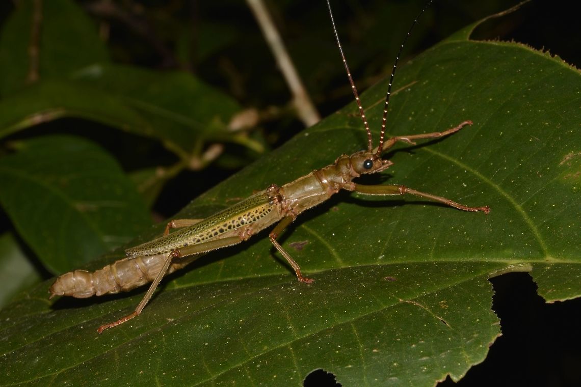 Stick Insect, Phasmid - Orthomeria superba This is the Female of Stick Insect, Orthomeria superba.<br />
Unlike the Males, she has half wings and is not capable of flights. Borneo,Geotagged,Malaysia,Orthomeria superba,Sarawak,Summer,orthomeria,phasmid,stick insect