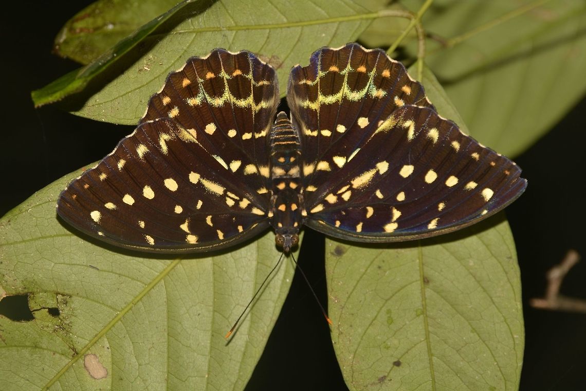 Yellow Archduke Butterfly Brown in colour with yellow spots and markings on its wings. Borneo,Butterfly,Geotagged,Lexias canescens pardalina,Malaysia,Sarawak,Summer,Yellow Archduke Butterfly,Yellow archduke