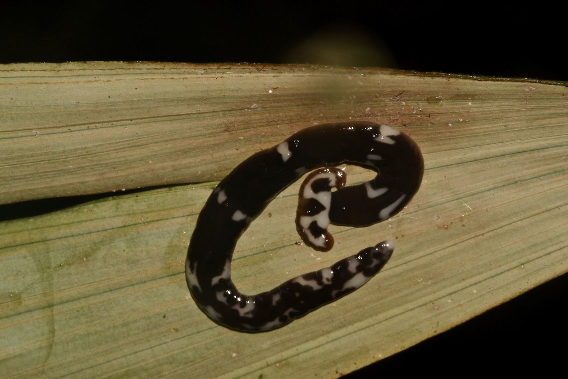 Hammerhead Worm - Bipalium sp They are called Hammerhead Worm due to the shape of their head. Bipalium,Borneo,Geotagged,Hammerhead Worm,Malaysia,Sarawak,Summer,Worm