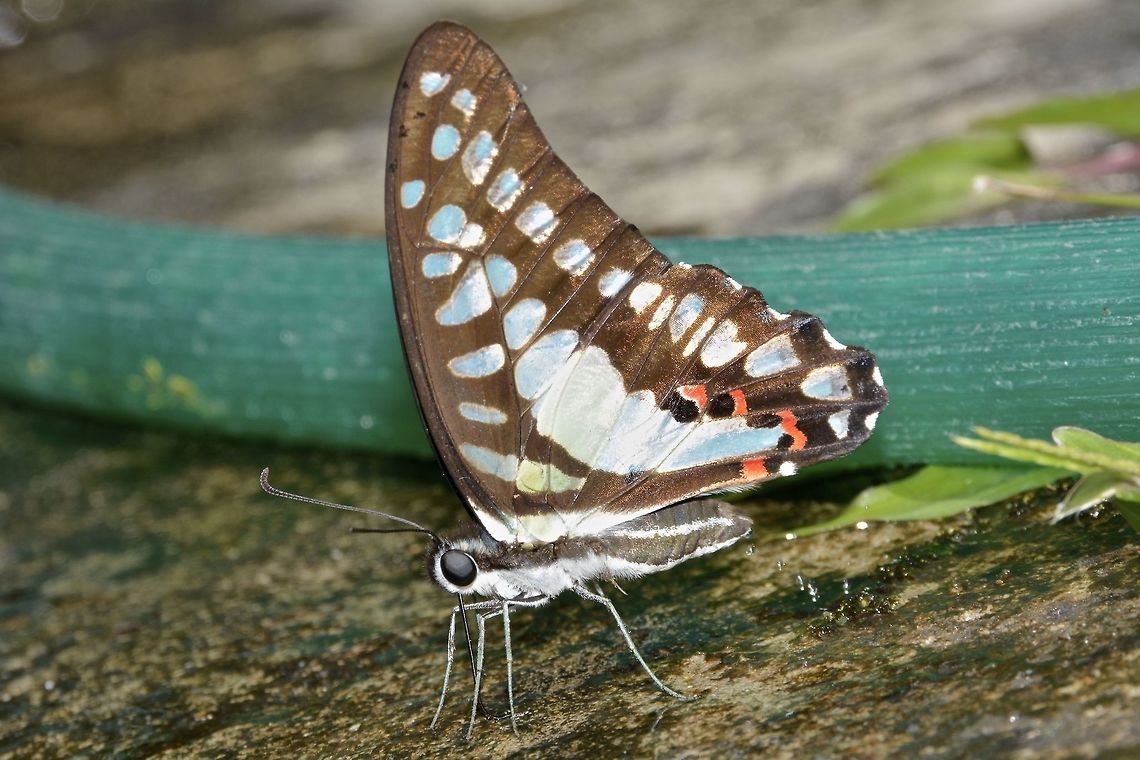 Butterfly This Butterfly was drinking water from the water running from the water hose and caught it &#039;pee-ing&#039; at the same time. Blue Jay,Borneo,Geotagged,Graphium evemon,Malaysia,Sarawak,Summer,butterfly
